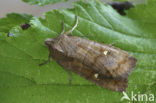 Wachtervlinder (Eupsilia transversa)