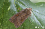 Wachtervlinder (Eupsilia transversa)