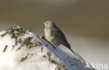 Waterpieper (Anthus spinoletta spinoletta)