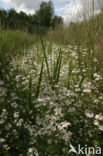Waterviolet (Hottonia palustris)
