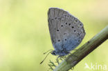 Wikkeblauwtje (Polyommatus amandus)