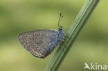 Amanda’s Blue (Polyommatus amandus)