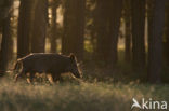 Wild Boar (Sus scrofa)
