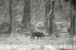 Wild Boar (Sus scrofa)