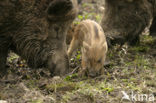 Wild Boar (Sus scrofa)