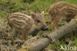 Wild Boar (Sus scrofa)