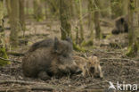 Wild Boar (Sus scrofa)