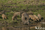 Wild Boar (Sus scrofa)