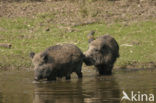 Wild Boar (Sus scrofa)