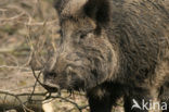 Wild Boar (Sus scrofa)