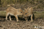 Wild Boar (Sus scrofa)