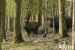 Wild Boar (Sus scrofa)