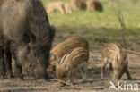 Wild Boar (Sus scrofa)
