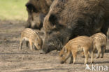 Wild Boar (Sus scrofa)