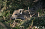 Wild Boar (Sus scrofa)
