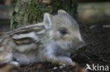 Wild Boar (Sus scrofa)