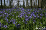 Bluebell (Scilla non-scripta)