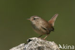 Winterkoning (Troglodytes troglodytes)