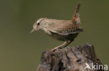 Winterkoning (Troglodytes troglodytes)