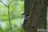 Withalsvliegenvanger (Ficedula albicollis)