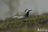 Witte Kwikstaart (Motacilla alba)