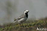 Witte Kwikstaart (Motacilla alba)