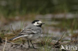 Witte Kwikstaart (Motacilla alba)