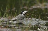 Witte Kwikstaart (Motacilla alba)