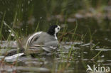 Witte Kwikstaart (Motacilla alba)