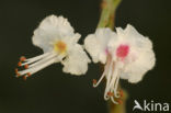 Witte paardenkastanje (Aesculus hippocastanum)