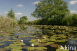 Witte waterlelie (Nymphaea alba)