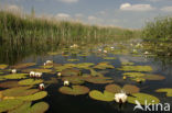 Witte waterlelie (Nymphaea alba)