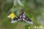 Mottled Bee-Fly (Thyridanthrax fenestratus)