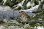 Song Thrush (Turdus philomelos)