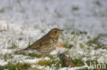 Song Thrush (Turdus philomelos)