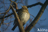 Song Thrush (Turdus philomelos)