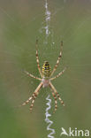 wasp spider (Argiope bruennichi)