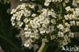 Seakale (Crambe maritima)