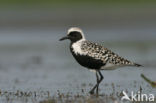 Grey Plover (Pluvialis squatarola)