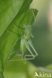 Zuidelijke boomsprinkhaan (Meconema meridionale)