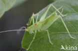 Zuidelijke boomsprinkhaan (Meconema meridionale)