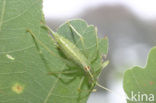 Zuidelijke boomsprinkhaan (Meconema meridionale)