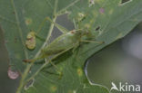 Zuidelijke boomsprinkhaan (Meconema meridionale)