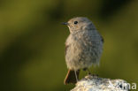 Black Redstart (Phoenicurus ochruros)