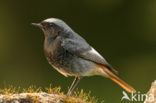 Black Redstart (Phoenicurus ochruros)