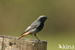 Black Redstart (Phoenicurus ochruros)