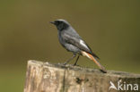 Black Redstart (Phoenicurus ochruros)