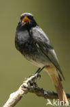 Zwarte Roodstaart (Phoenicurus ochruros)