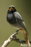 Black Redstart (Phoenicurus ochruros)