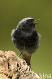 Zwarte Roodstaart (Phoenicurus ochruros)